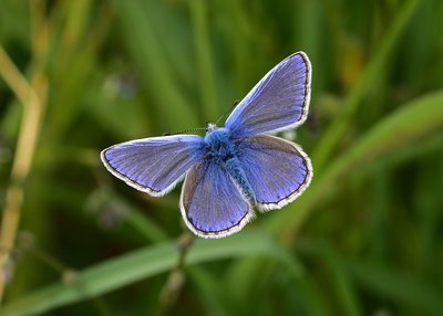 Common Blue - Castle Hills Solihull 25.05.2019