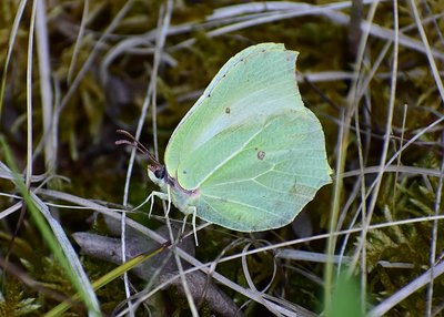 Brimstone female - Bishops Hill 12.05.2019