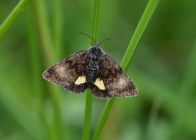 Small Yellow Underwing - Castle Hills 25.05.2019