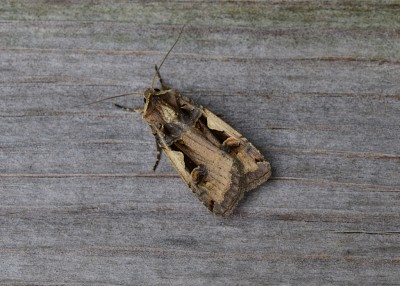 A nicely marked Setaceous Hebrew Character - Coverdale 17.08.2021