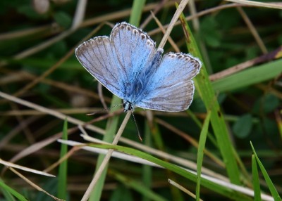 Chalk Hill Blue - Bindon Hill 04.09.2024