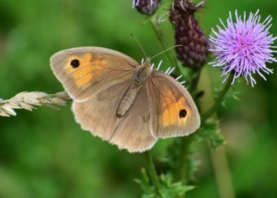Meadow Brown female - Blyther Valley Park 10.07.2020