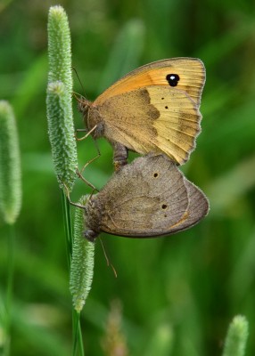 Meadow Brown pair - Wagon Lane 11.07.2021