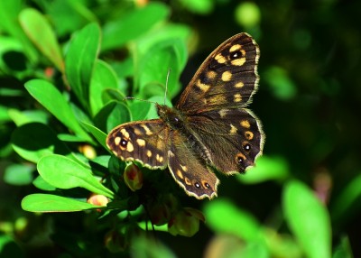 Speckled Wood - Coverdale 14.04.2020