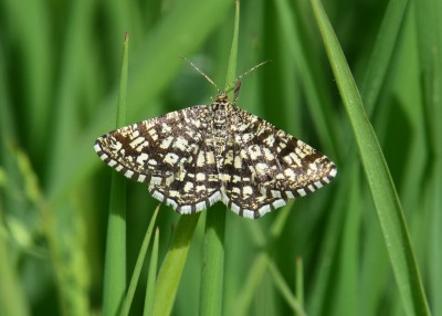 Latticed Heath - Castle Hills 29.05.2023