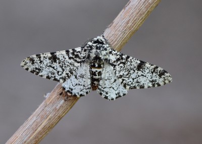 Peppered Moth - Coverdale 27.05.2020