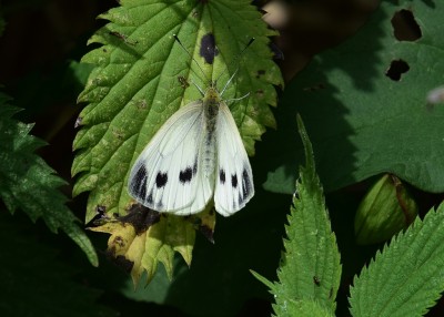 Green-veined White - Wagon Lane 13.07.2024