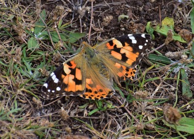 Painted Lady - Enys head 06.08.2020
