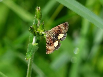 Small Yellow Underwing - Castle Hills 25.05.2018