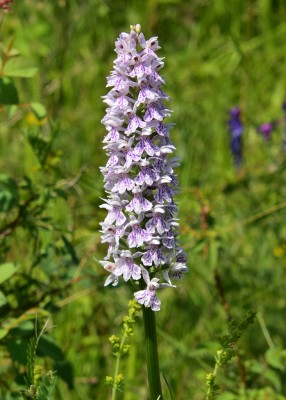 Common Spotted Orchid - Bishops Hill 23.06.2021