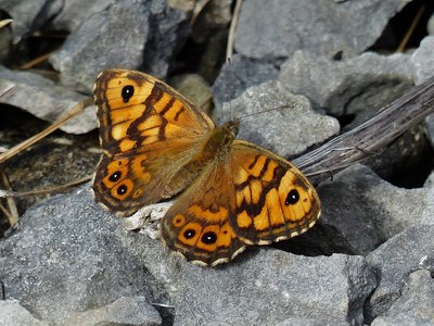 Wall Brown - Arnside Knott 31.07.2018