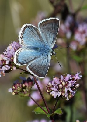 Chalk Hill Blue - Aston Rowant 29.07.219