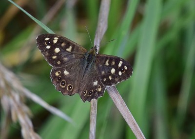 Speckled Wood - Wagon Lane 23.07.2024