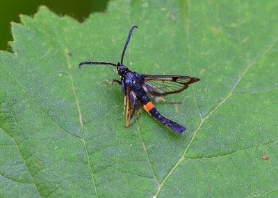 Red-belted Clearwing - Coverdale 09.07.2022