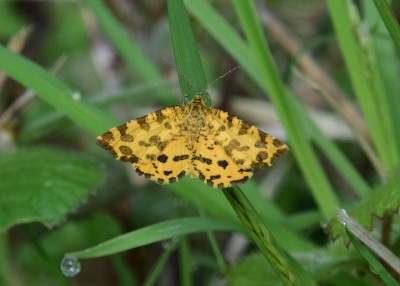 Speckled Yellow - Stansted Forest 11.05.2023
