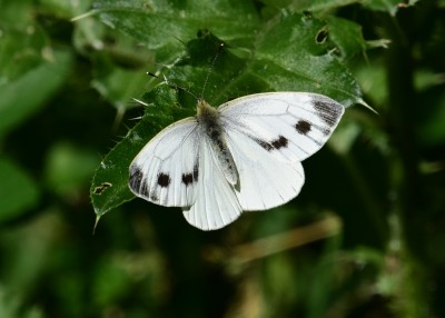 Green-veined White female - Oversley Wood 08.07.2024