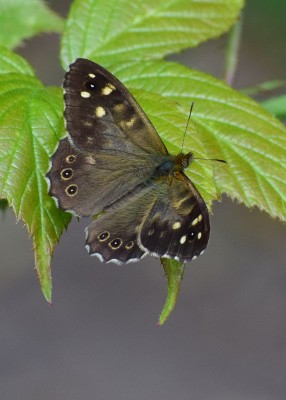 Speckled Wood male - Langley Hall 21.07.2020