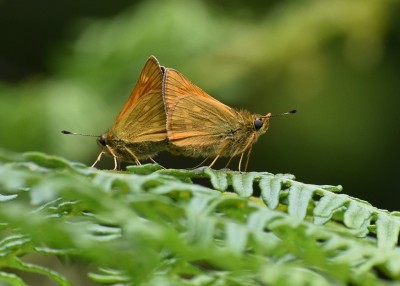 Large Skipper pair - Heddon Valley 25.06.2019