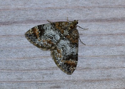 Common Marbled Carpet, an attractive form of this very variable moth - Coverdale 07.09.2020