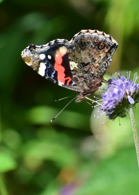 Red Admiral - Grafton Wood 20.08.2020