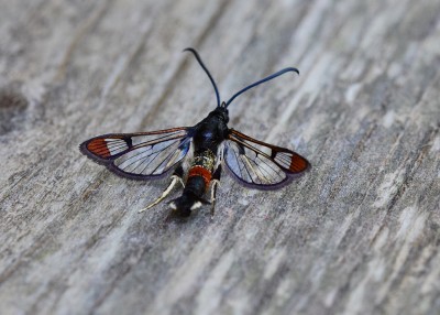 Red-tipped Clearwing - Coverdale 08.06.2021