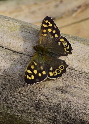Speckled Wood - Coverdale 12.04.2020