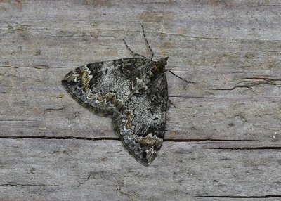 Common Marbled Carpet - Coverdale 25.05.2019