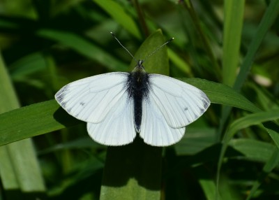 Green-veined White male - Coverdale 05.05.2020