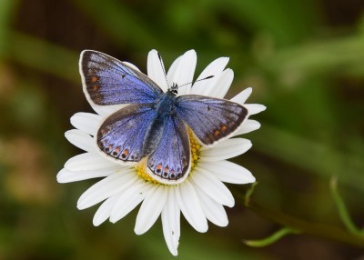 Common Blue female - Bishops Hill 20.05.2024