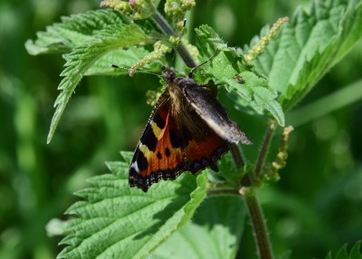 Small Tortoiseshell - Wagon Lane 23.07.2024