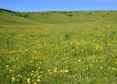 Looking inland along Scratchy Bottom 15.06.2021