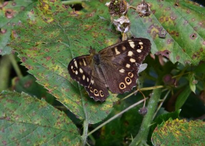 Speckled Wood - Wagon Lane 02.08.2024