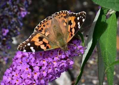 Painted Lady - Durlston 03.09.2019