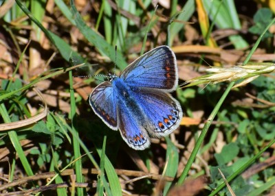 Common Blue female - Blythe Valley 29.05.2020