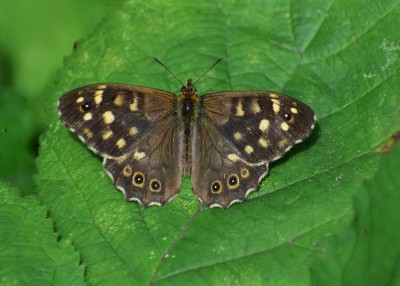 Speckled Wood male - Coverdale 24.08.2020