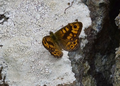 Wall Brown - Enys Head 07.08.2024