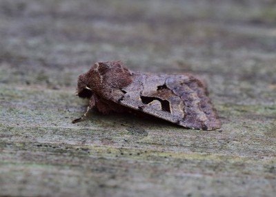 Hebrew Character -  Coverdale 14.03.2020