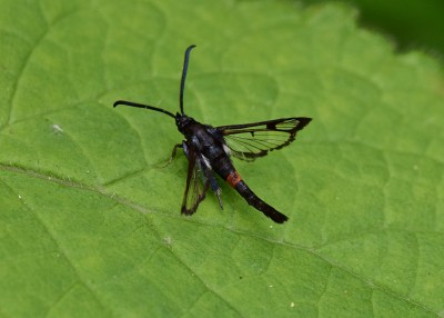 Red-belted Clearwing - Coverdale 19.06.2024