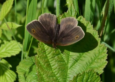 Meadow Brown - Blythe Valley 20.06.2024