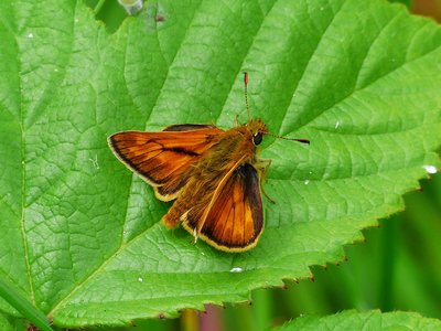 Large Skipper male - Langley Hall 07.07.2017