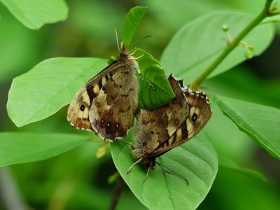 Speckled Wood pair in cop - Coverdale 06.05.2019