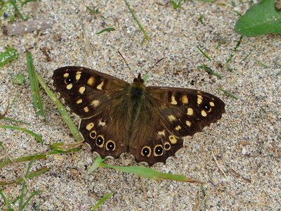 Speckled Wood male - Coverdale 06.09.2016