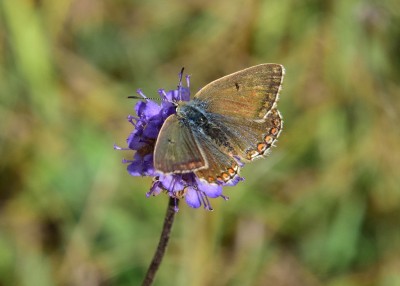 Adonis Blue female - OWH 06.09.2022