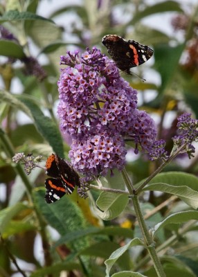 Red Admirals - On buddleia at our B&amp;B 06.08.2024