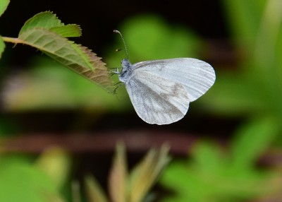 Wood White - Grafton Wood 22.06.2022