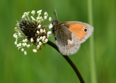 Small Heath - Castle Hills Solihull 01.06.2021