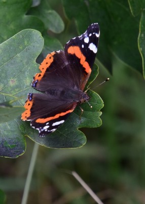 Red Admiral - Blythe Valley 19.07.2023