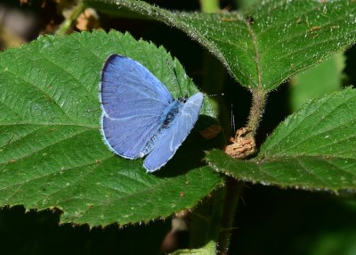 Holly Blue -  Coverdale 25.07.2022