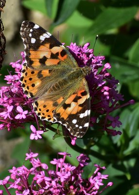 Painted Lady - Lulworth Cove 05.09.2019