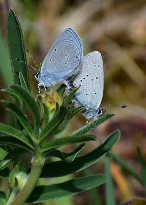 Small Blue pair - Bishops hill Warwickshire 18.05.2020